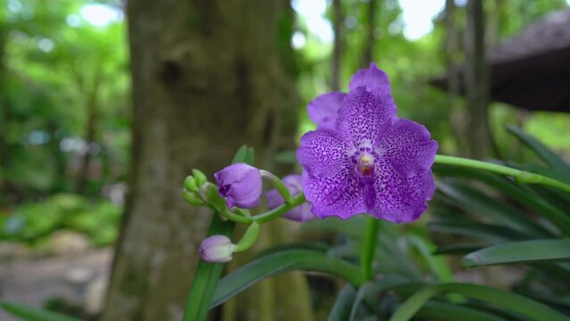 Beautiful blossom Vanda orchid in garden.