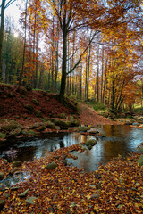 mountain river in autumn forest. rocks and fallen foliage on the shore. trees in yellow and red foliage. gorgeous nature autumnal scenery