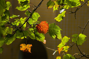 Taiwan red pressed maple autumn red Taiwan