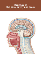 비강과 뇌의 단면 메디컬일러스트 