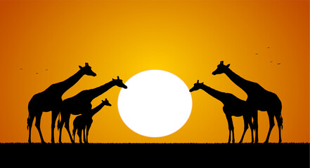 Vector illustration: Herd of giraffes against the setting sun. Silhouette