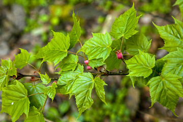 Taiwan Red Maple Green Leaf Taiwan