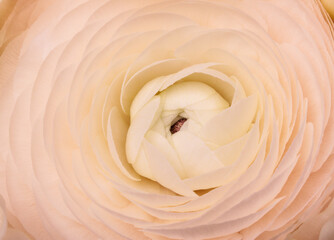 Macro photography of a pastel pink-cream colour ranunculus.