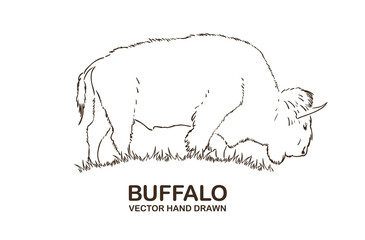 Vector illustration: Hand drawn Buffalo line Isolated on white background