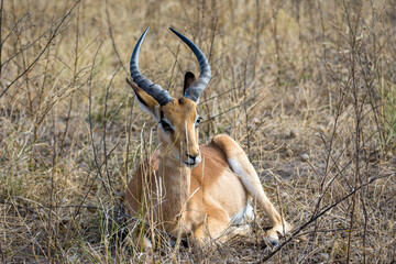 Portrait of male impala resting in the grass during the winter, dry season. Scientific name: Aepyceros melampus. Moremi Game Reserve, Botswana-Africa
