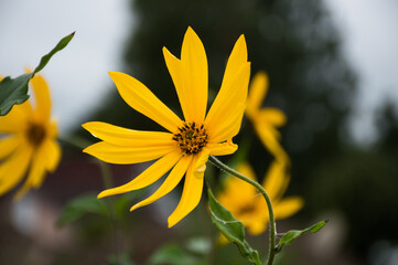 yellow artichoke flower on lighthouse background in the mist morning 