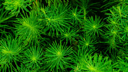 christmas tree needles in macro photography