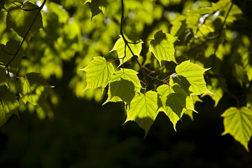 Taiwan Red Maple Green Leaf Taiwan