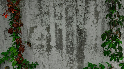 background from an old white wall with plants on the sides