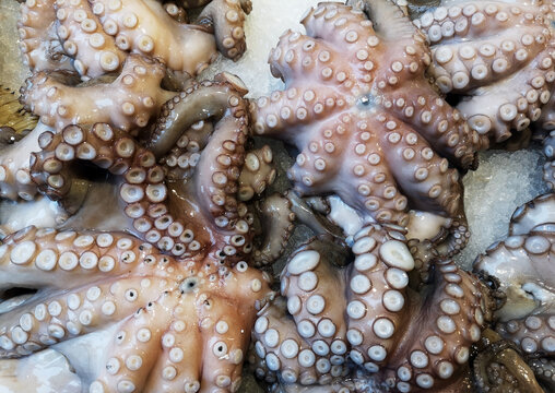 gros-plan sur poulpe frais vendu dans un march&eacute; aux poisson