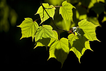 Taiwan Red Maple Green Leaf Taiwan