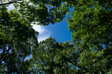 木々の間の青い空