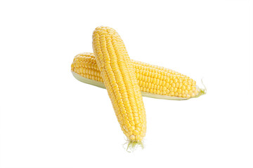 Fresh ears of corn on a white background isolation.