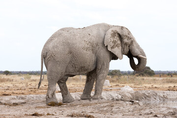 An adult "white" African elephant with big tusks. Elephants that live in this part of Africa are often called white because of the dust they use to bath in. Nxai Pan National Park, Botswana - Africa