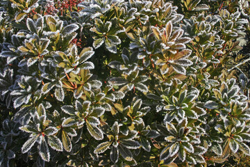 Taiwan Ma Zuimu Taiwan