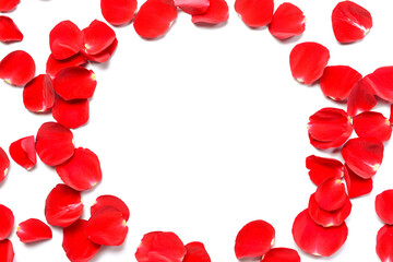 Frame made of beautiful rose petals on white background