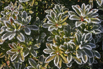 Taiwan Ma Zuimu Taiwan