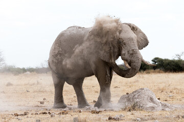 Obraz premium An adult African elephant with big tusks giving itself a dust and sand bath in the savannah. Nxai Pan National Park, Botswana - Africa