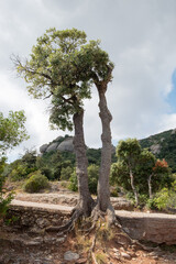 Montserrat is a spectacularly beautiful Benedictine monk mountain located near Barcelona, Spain