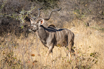Portrait of a male Kudu Antelope. Kudus are known for their spiraled horns, their body stripes and their gruff bark. Chobe National Park, Botswana - Africa. Scientific name: Tragelaphus strepsiceros