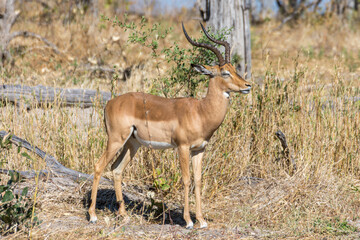 Profile portrait of male impala showing the right part of the body, the entire head in profile and the curvature of the horns. Scientific name: Aepyceros melampus. Moremi Game Reserve, Botswana-Africa