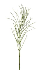 Horsetail fern stem, stalk (Equisetum arvense) isolated on white background with clipping path
