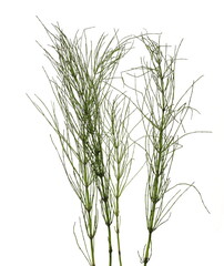 Horsetail fern stem, stalk (Equisetum arvense) isolated on white background with clipping path
