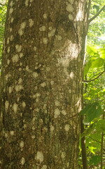 tree bark in the forest