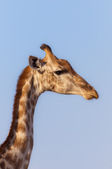 Beautiful profile portrait of a giraffe with the background of a clear sky