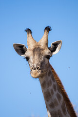 Beautiful profile portrait of a giraffe with the background of a clear sky