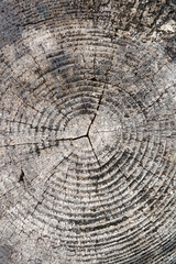 Fototapeta premium tree trunk texture 