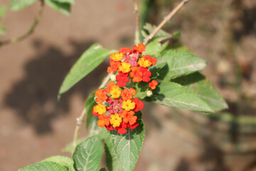 Lantana camara in a bury background. Other common names of L. camara include big-sage, wild-sage, red-sage, white-sage, korsu wiri