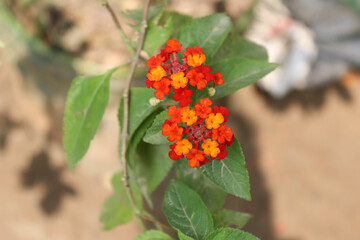 Lantana camara in a bury background. Other common names of L. camara include big-sage, wild-sage, red-sage, white-sage, korsu wiri