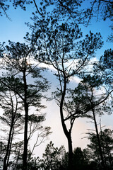 Scenic view of silhouette trees against clouds and blue sky along the Trail from Mt. Apacao to Lake Danum, Sagada, Mountain Province