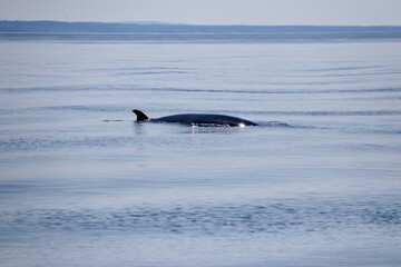 Rorqual commun - Tadoussac