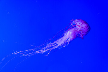 Single isolated jellyfish with long tentacles swimming in deep blue warm ocean water