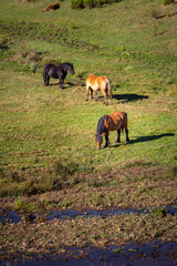 Naklejka premium Los caballos pastan cerca del agua en la montaña durante el verano.