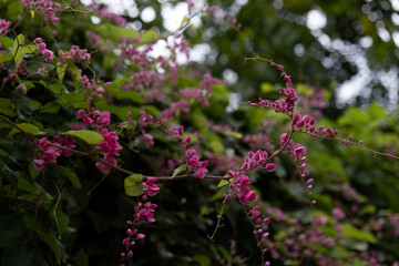 Macro flowers