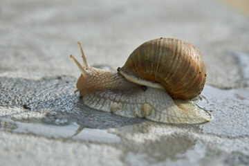 Close-up on edible snail, Roman snail, burgundy snail, escargot after rain on wet concrete