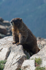 Curious american marmot lifting on a rock and sniffing the fresh mountain air. Rocky Mountain National Park, Colorado - USA