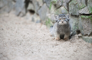 Pallas's cat  (Otocolobus manul). Manul is living in the grasslands and montane steppes of Central Asia.  Little cute baby manul. Learning process. Small wild kitten. First step