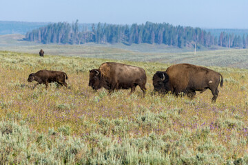 Fototapeta na wymiar Bison family grazing grass in a meadow at the end of the summer in Lamar Valley. Yellowstone National Park, WY - USA