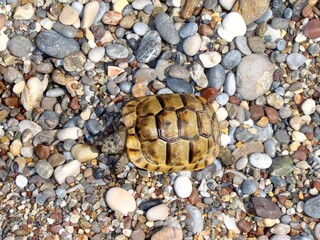 turtle on the beach