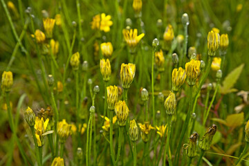 Cat's Ear Chrysanthemum Taiwan