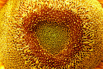Sunflower blooming, close up petals texture macro detail, organic background