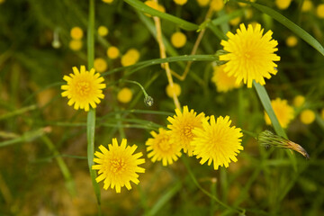 Cat's Ear Chrysanthemum Taiwan
