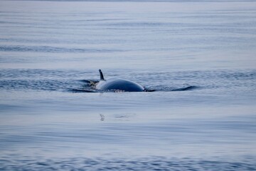 Obraz premium Fin wieloryb - Tadoussac