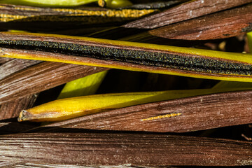 Gousses de vanille Bourbon 