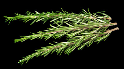 PSD black isolated green sprigs of rosemary