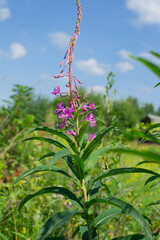 flower of Ivan tea medicinal in the field